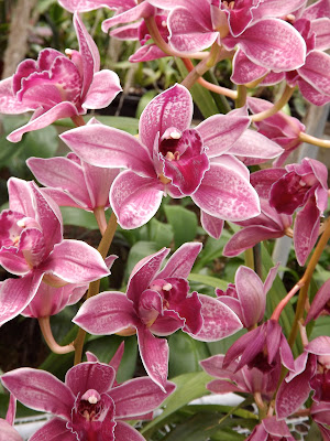 My Orchids Journal: My late flowering cymbidiums