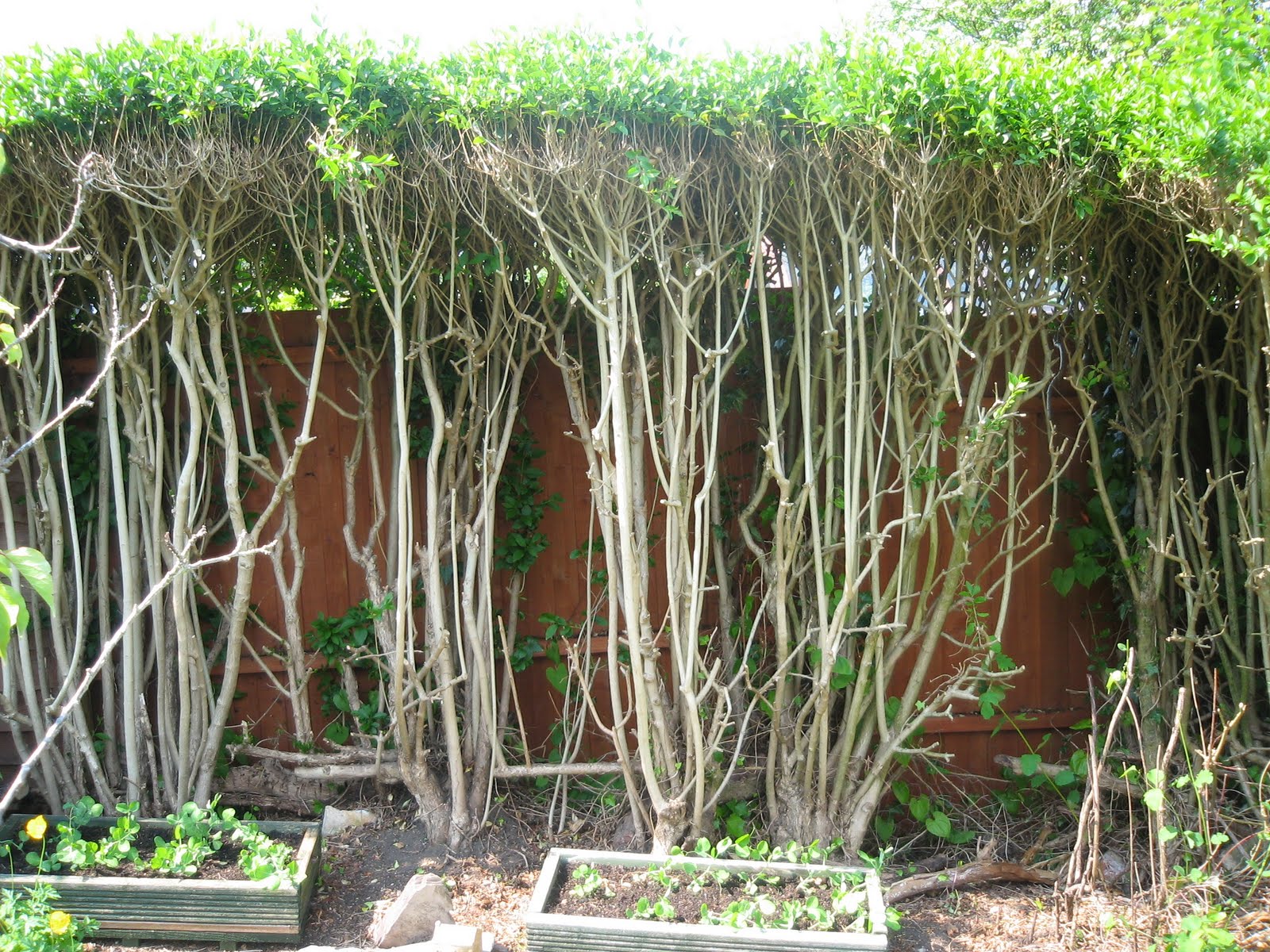 Penelope of Prestbury Drastic hedge cutting