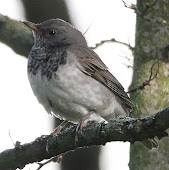 Black Throated Thrush