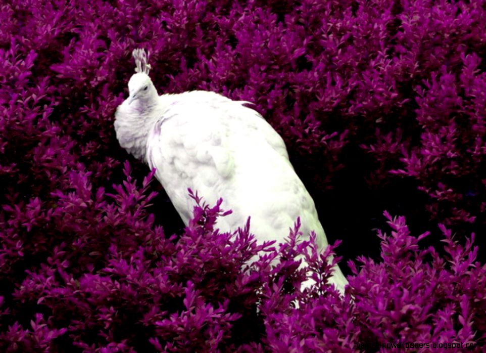 Peacock HD Wallpapers Desktop Pictures One HD Wallpaper Pictures Peacock HD Wallpapers Desktop Pictures One HD Wallpaper Pictures