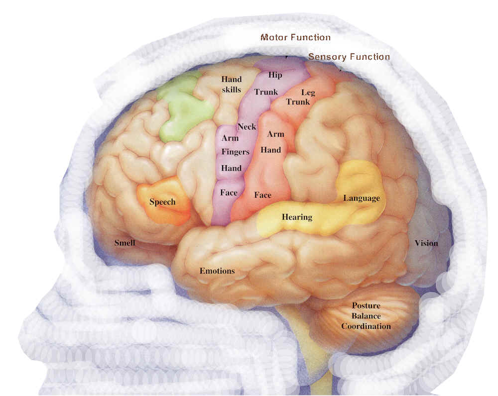 Anatomy of Human Brain