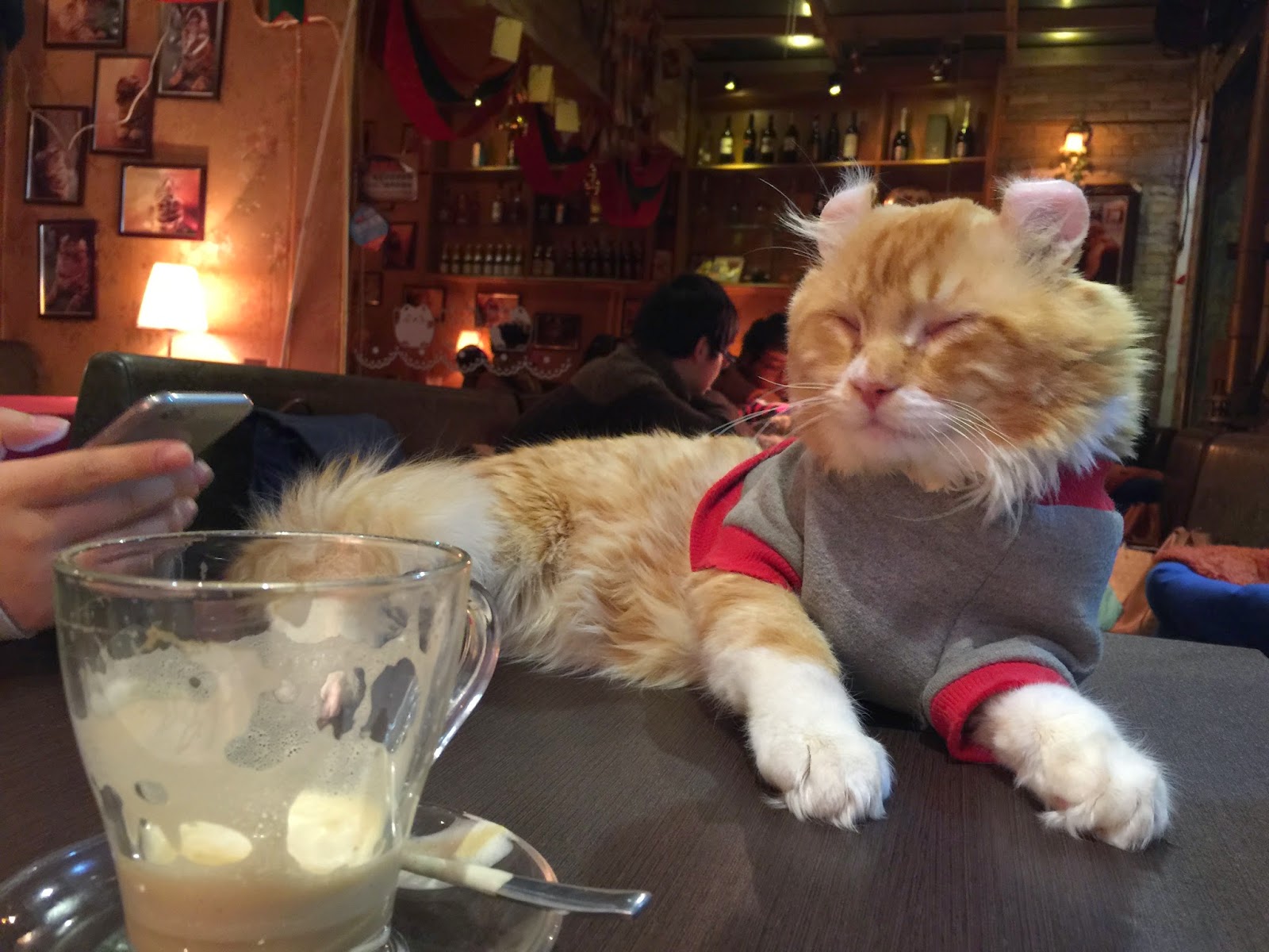 Tono Palace 131 Cat Cafe Shanghai China GlobalGoodFood