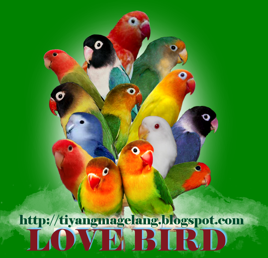 Download mp3 suara burung Lovebird Download mp3 suara burung Lovebird