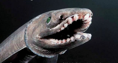 frilled shark