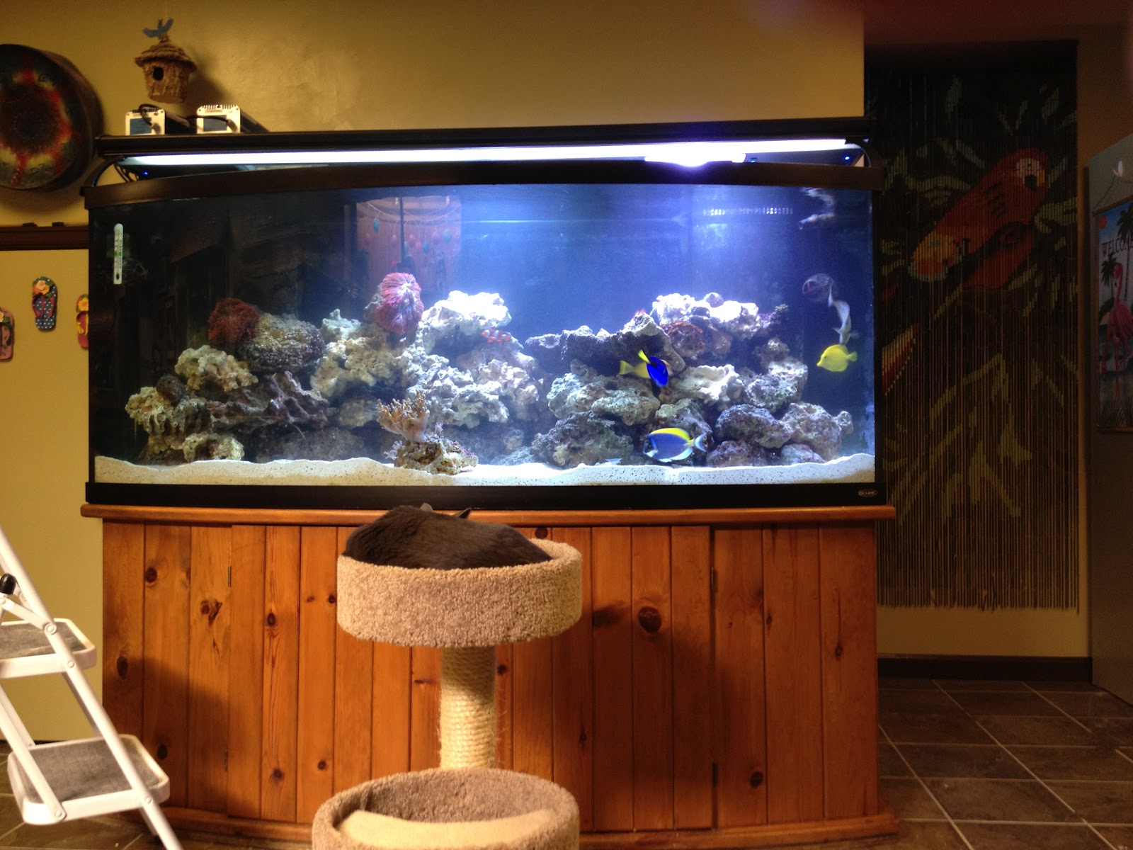 Steady Reefin's Saltwater Adventure New Tank Setup