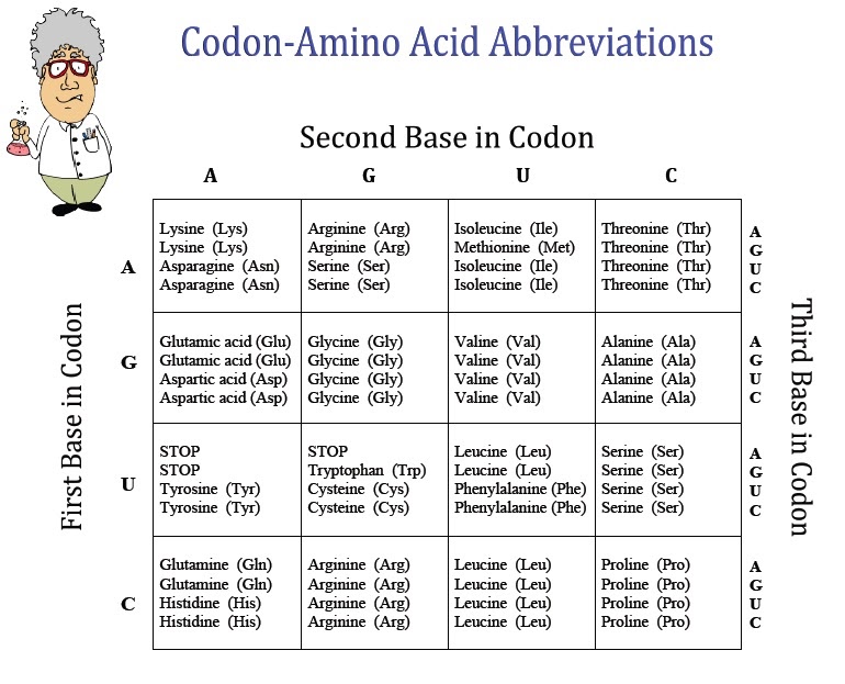 Classroom Freebies Amino Acid Reference Table