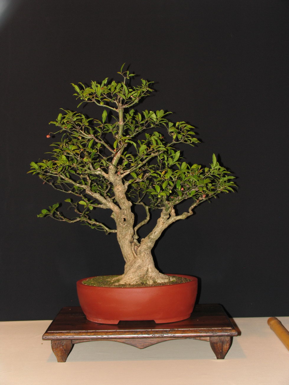 Leaf Brothers Bonsai weekend in Italy, 1 2 October Bonsai