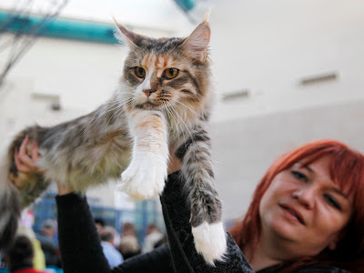 pameran kucing internasional di israel