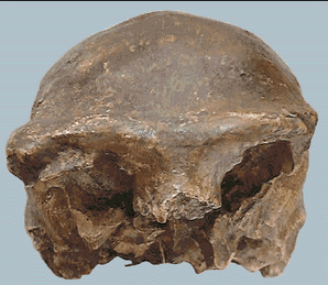 Jenis Manusia Purba beserta Ciri-cirinya