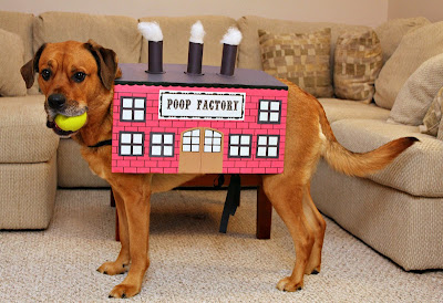 Dog Eating Cardboard Dog Eating Cardboard