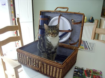 Cat in a Basket