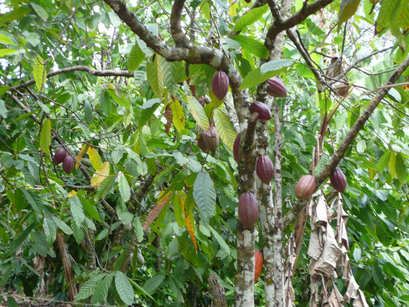 Liliana Usvat Reforestation and Medicinal use of the Trees Cacao Tree
