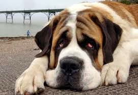 can dogs get asthma canine asthma asthma causes symptoms diagnosis treatment tips curing disease can dogs get asthma canine asthma asthma causes symptoms diagnosis treatment tips curing disease