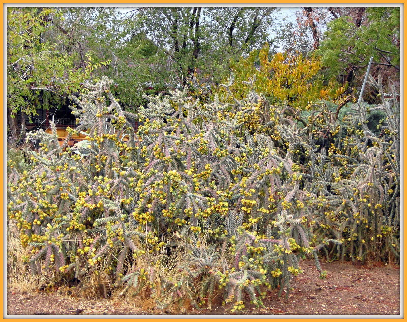 Types Of Cactus