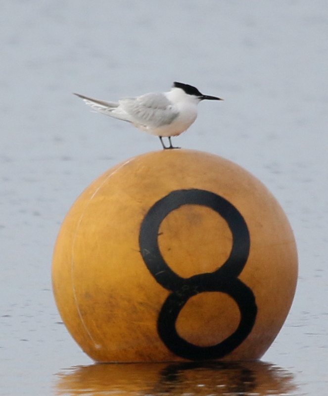 Fly Flatts Sandwich Tern