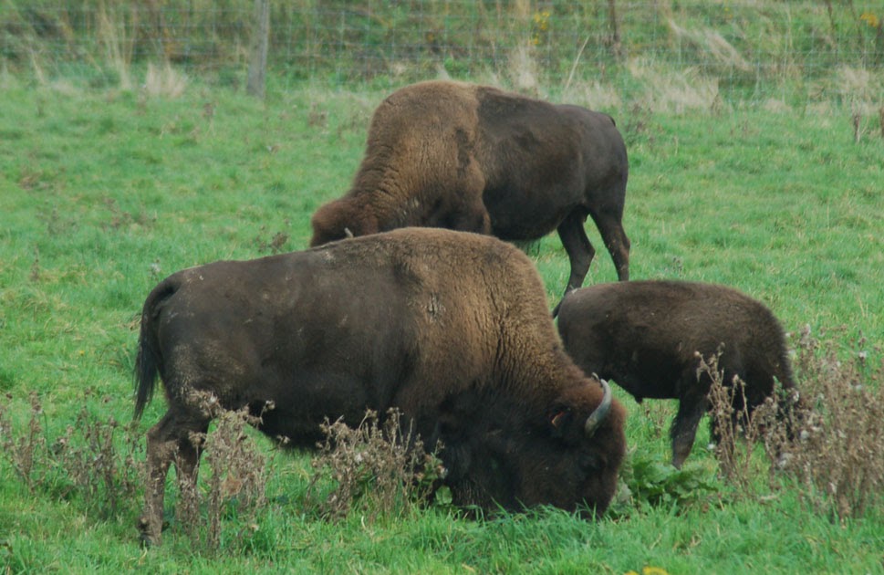 Thyra The American Bison A Bison Farm in Denmark