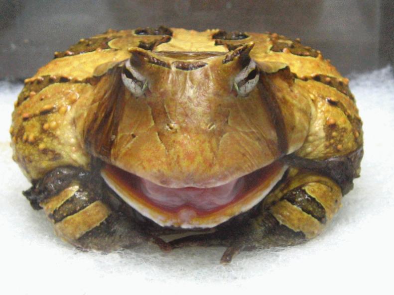 Amazon Horned Frogs