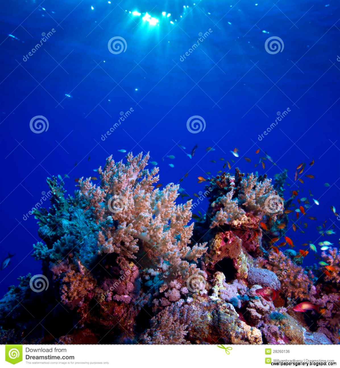 Underwater Scenery Beautiful C Reef Full Of Colorful Fish Underwater Scenery Beautiful C Reef Full Of Colorful Fish