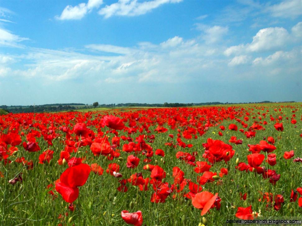 Poppy Field wallpapers Crazy Frankenstein Poppy Field wallpapers Crazy Frankenstein