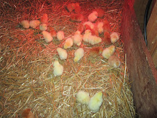 2 day old chicks