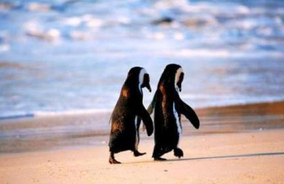 el amor de los pinguinos, pinguinos enamorados, pinguinos amor eterno