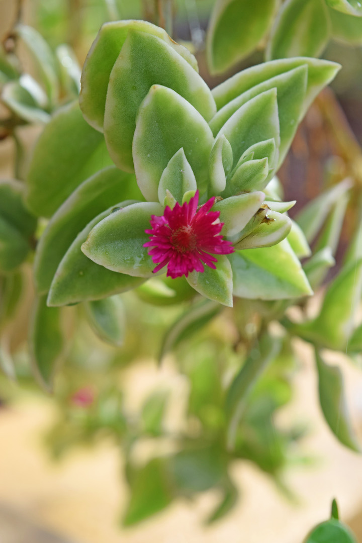 MARIETTE�S BACK TO BASICS {Aptenia Cordifolia or