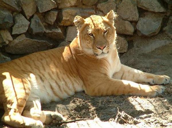 cama hybrid creation the written truth hybrids cross breds ligers cama hybrid creation the written truth hybrids cross breds ligers