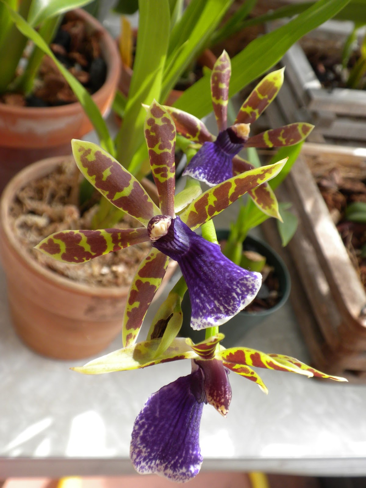 Orchids by Trial and Error Zygopetalum "Jumping Jack"