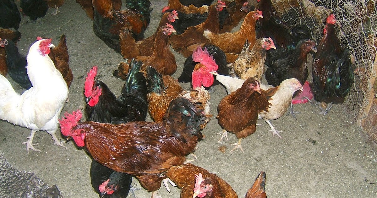 Poultry farming
