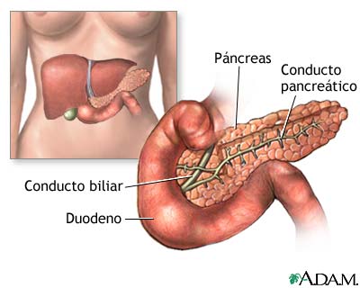 El Pancreas