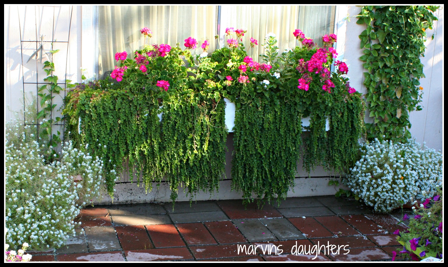 MarvinsDaughters Window Box Geraniums