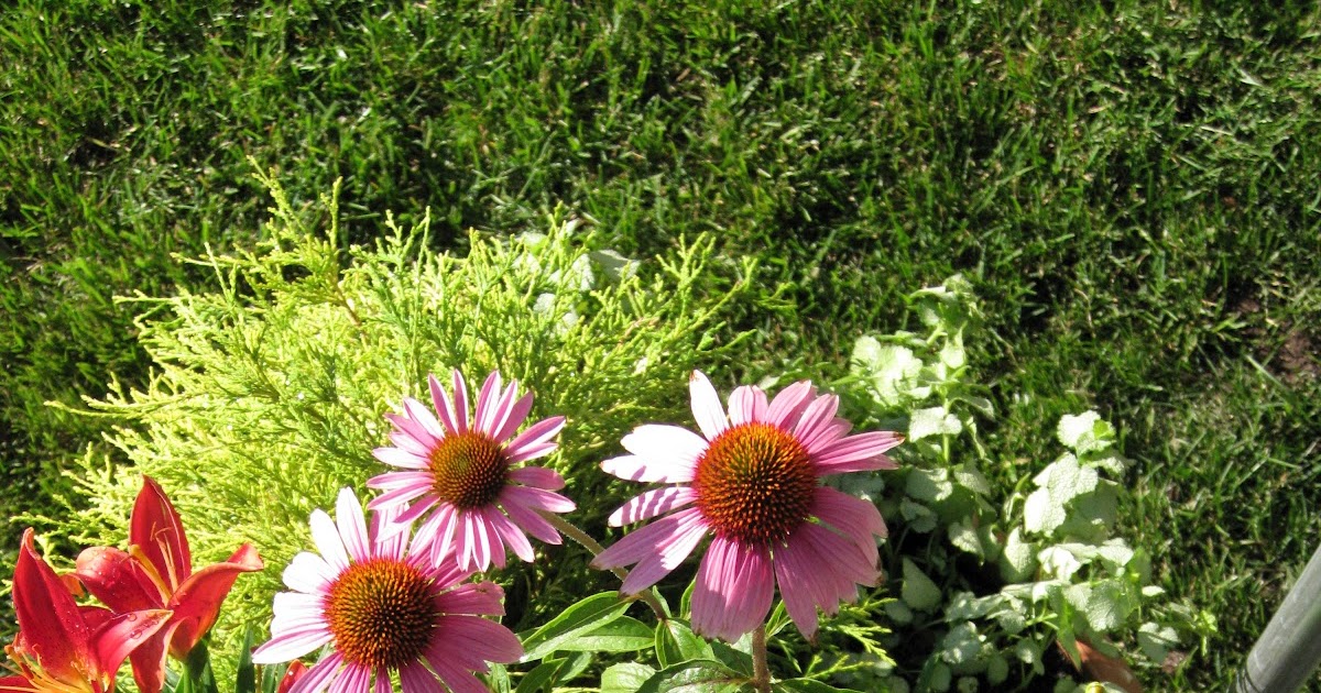 Dr. Dan's Garden Tips Perennials in a Pot