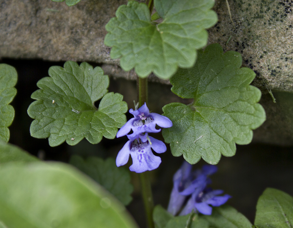 Rurification Creeping Charlie