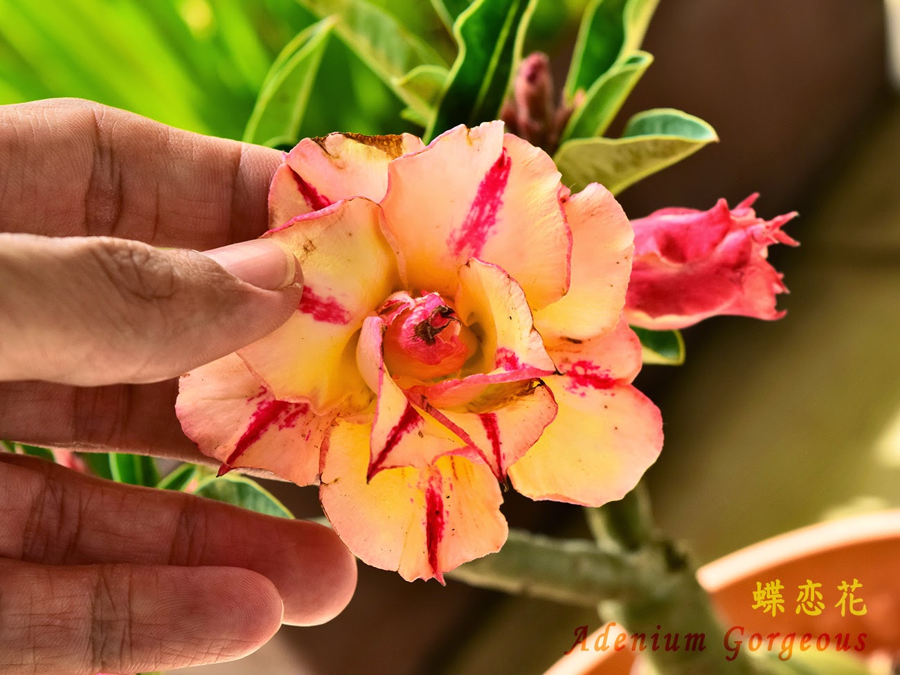 Adenium Gorgeous