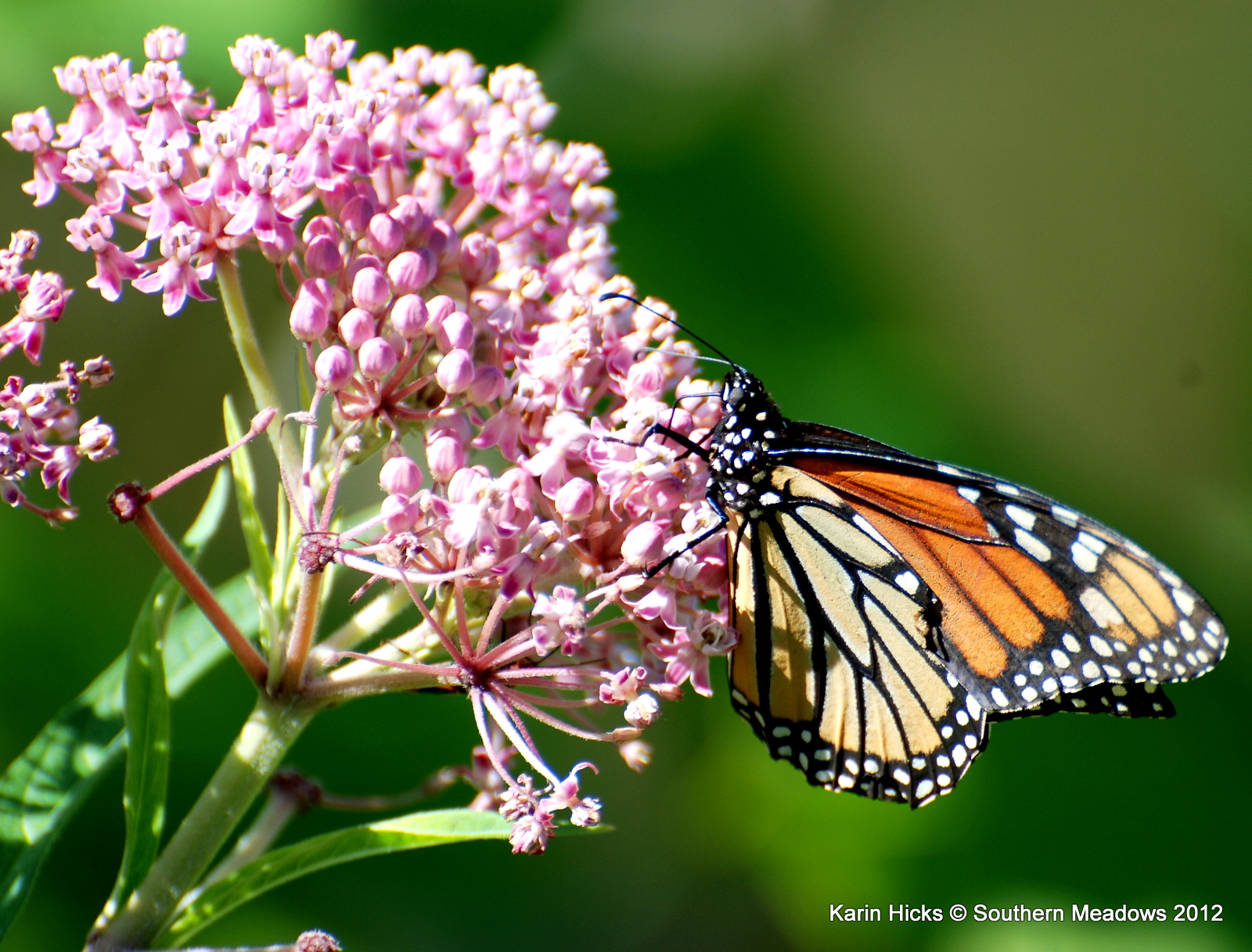 Monarch Butterflies in Michigan