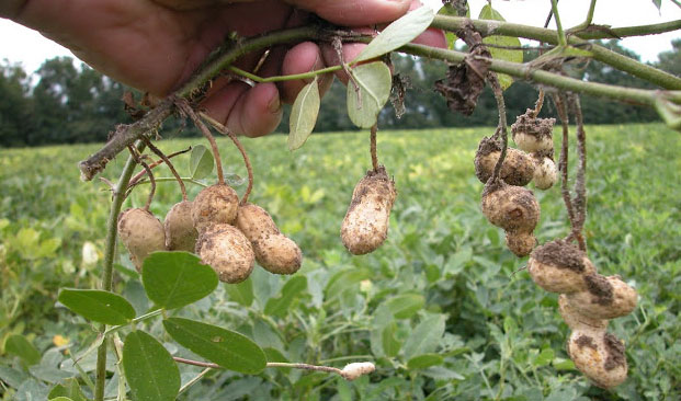 umur tanaman kacang tanah umur tanaman kacang tanah