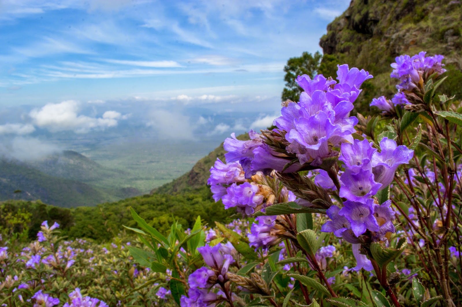 Strobilanthes kunthiana Alchetron, the free social encyclopedia