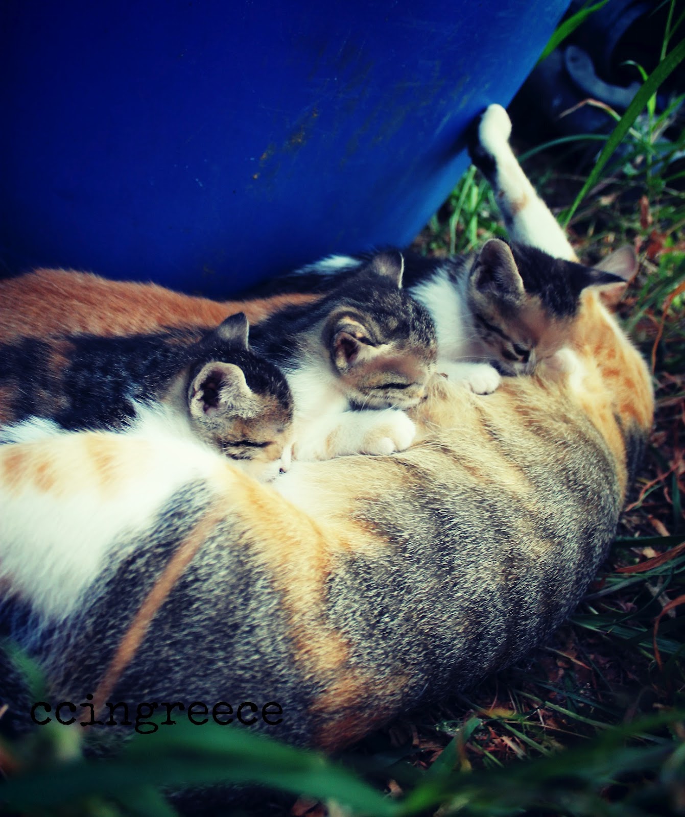 Rice, beans & pastichio... Curious Kittens