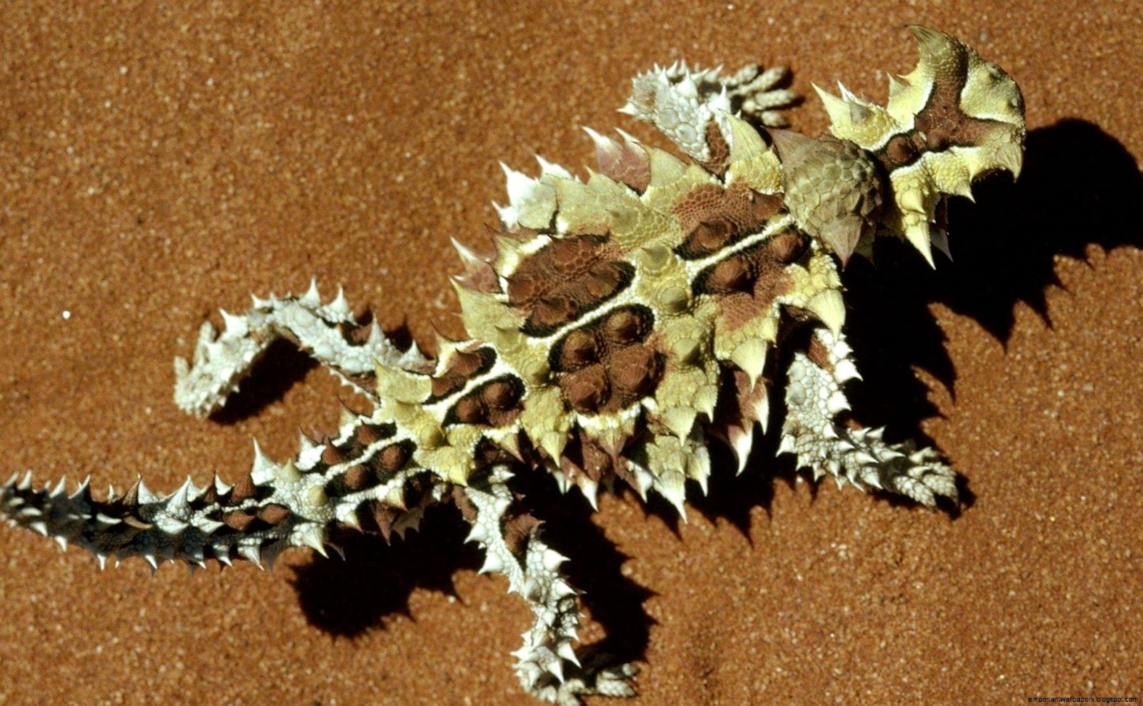Thorny Devil Lizard Thorny Devil Lizard
