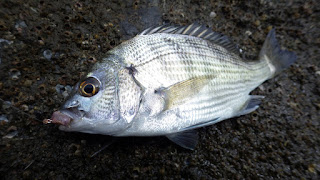 湾奥 メジナ 前打ち