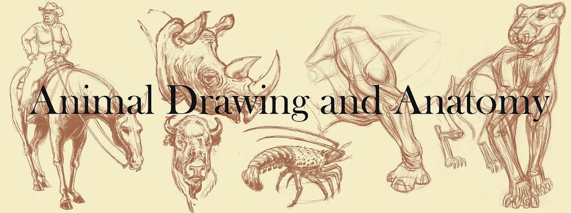 Animal Drawing and Sketching 2016