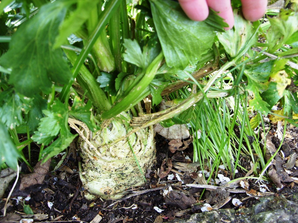 Kelli's Northern Ireland Garden Veg (Celeriac, Celery, Leek, Potato)