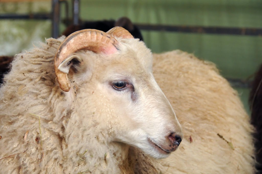 Ky Wool Festival Sheep and Wool Tent Festival Time