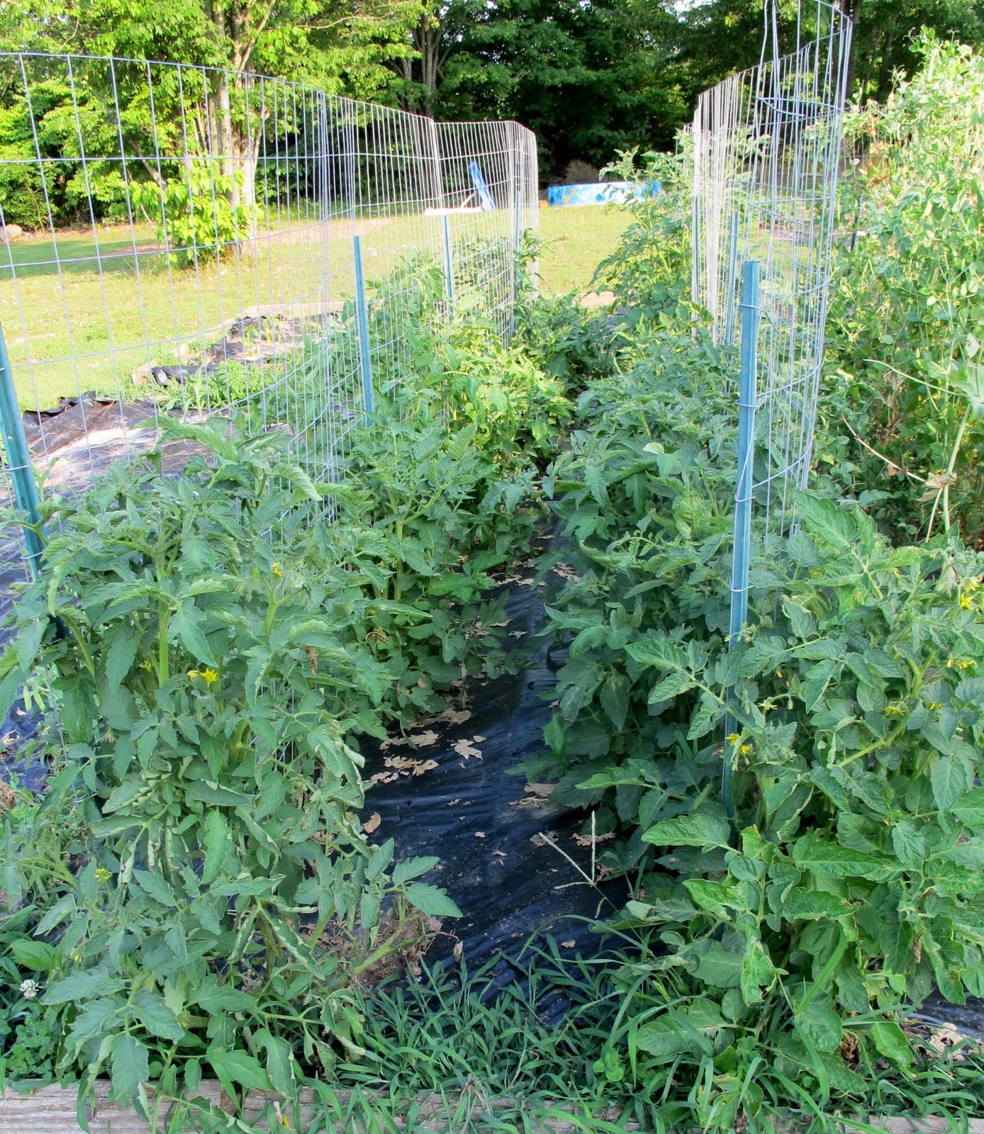The 5 Best Ways to Stake Your Tomatoes The Free Range Life