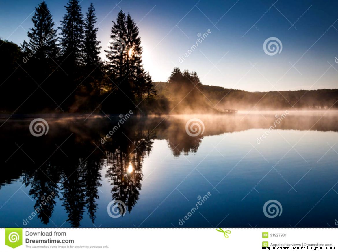 The Sun Shines Through Pine Trees And Fog At Sunrise At Spruce The Sun Shines Through Pine Trees And Fog At Sunrise At Spruce