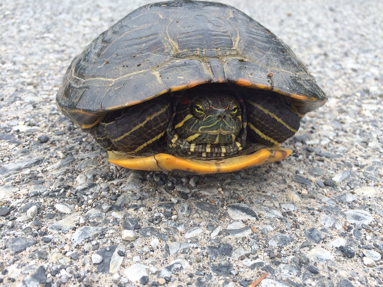 Roundtop Ruminations Turtle rescue!