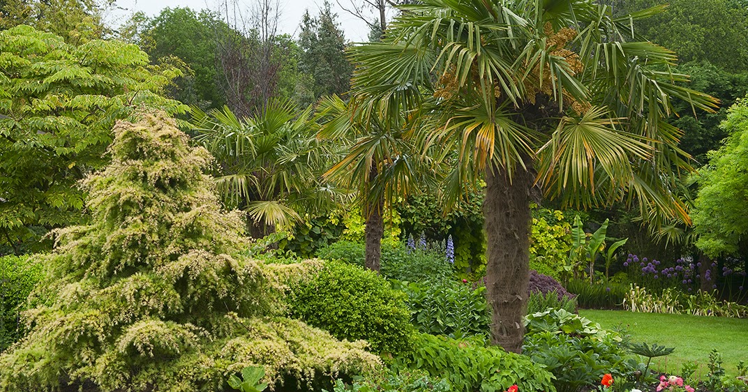 Linda Cochran s Garden  Palms the Garden