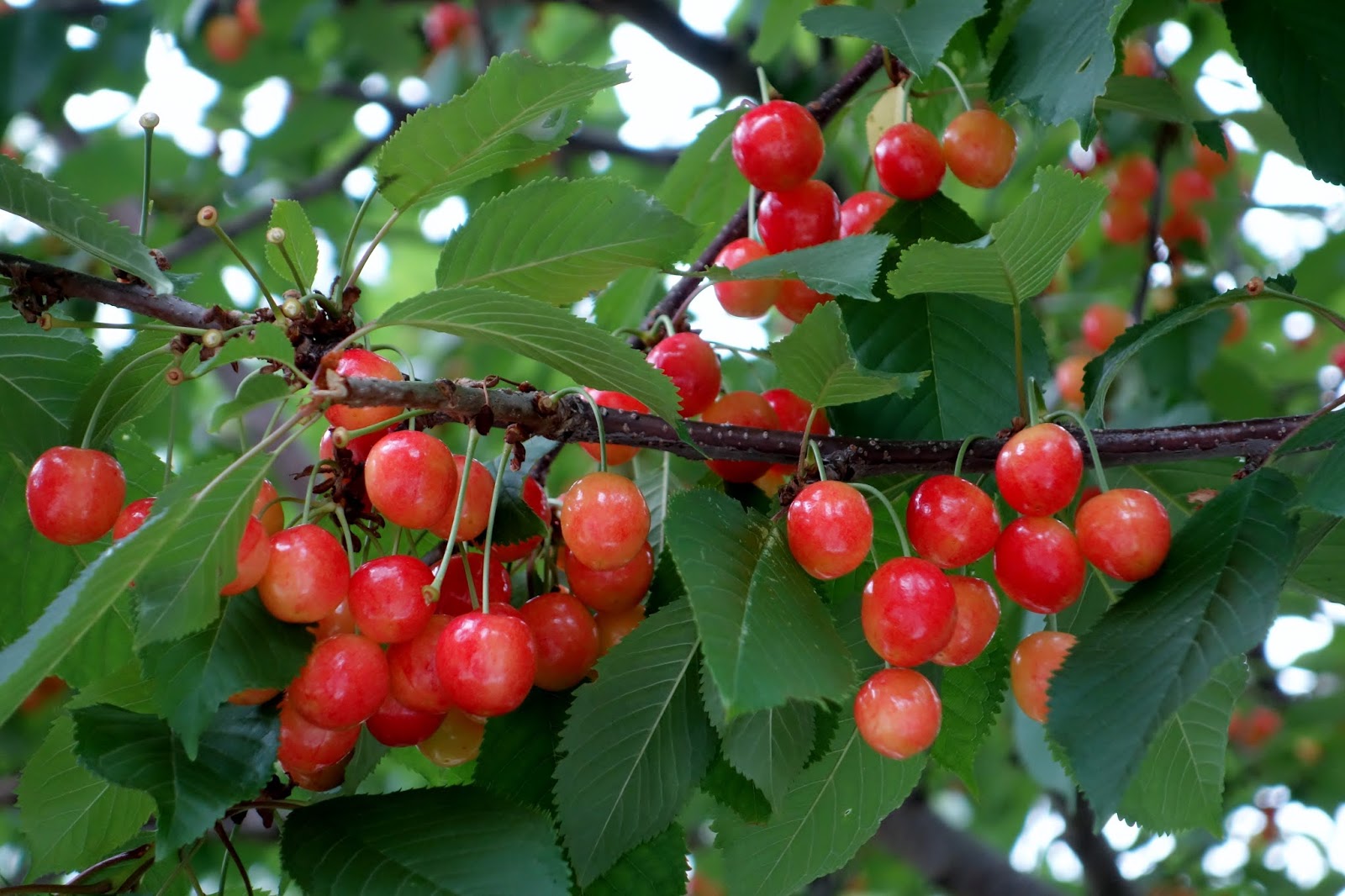 Moments of Delight...Anne Reeves Cherry Republic The Cherry on Top of