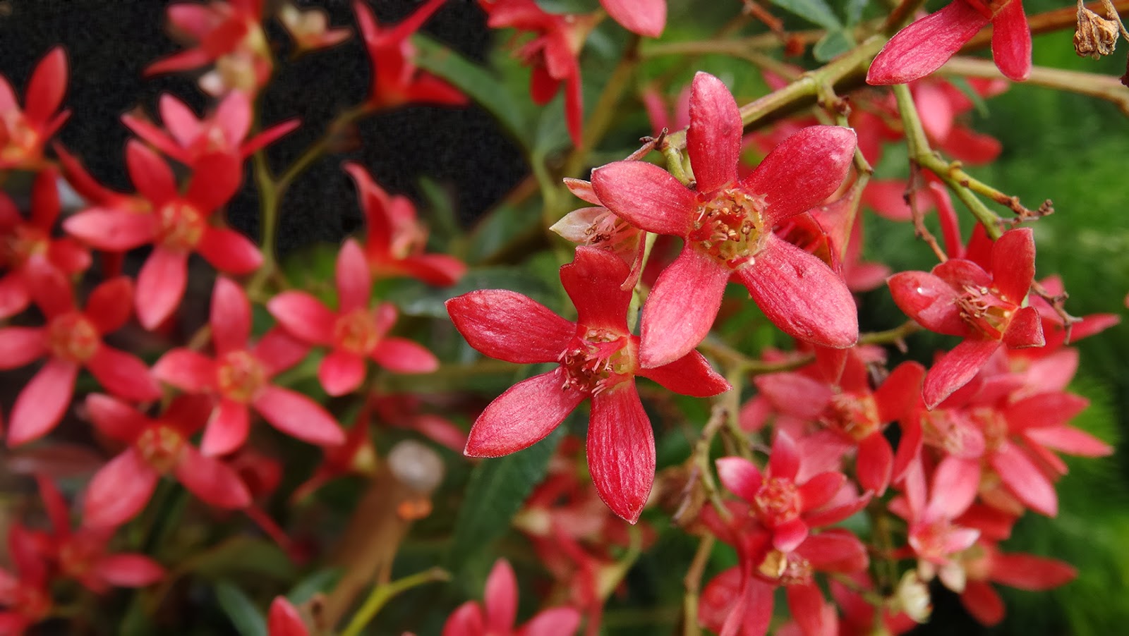 MAP MELBOURNE STREET TREES 60 NSW CHRISTMAS BUSH