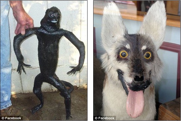 ForAnimalLover: Get stuffed: The disturbing animals created when taxidermy  goes wrong